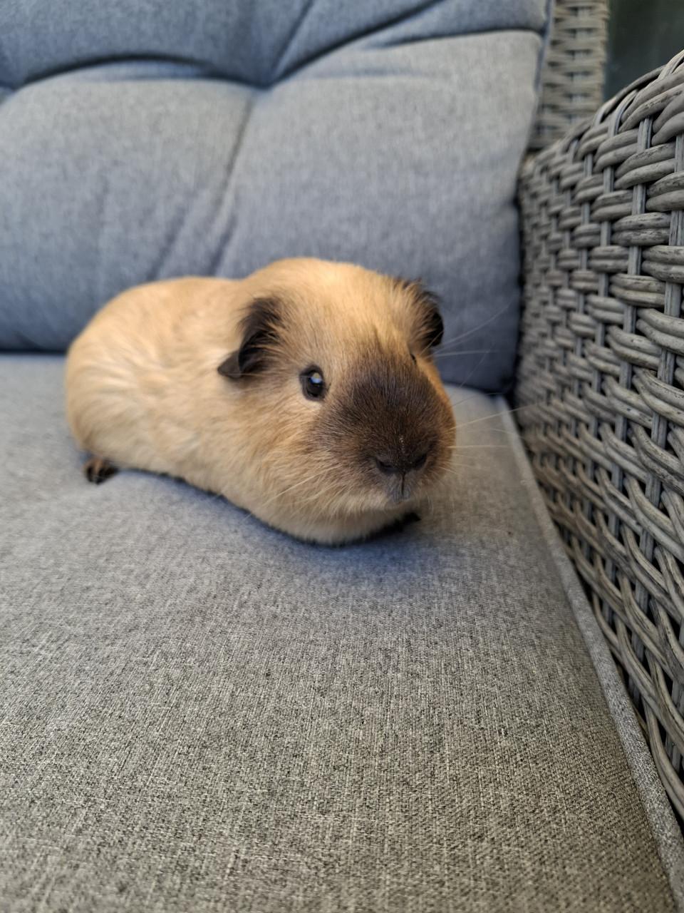 Lief cavia beertje