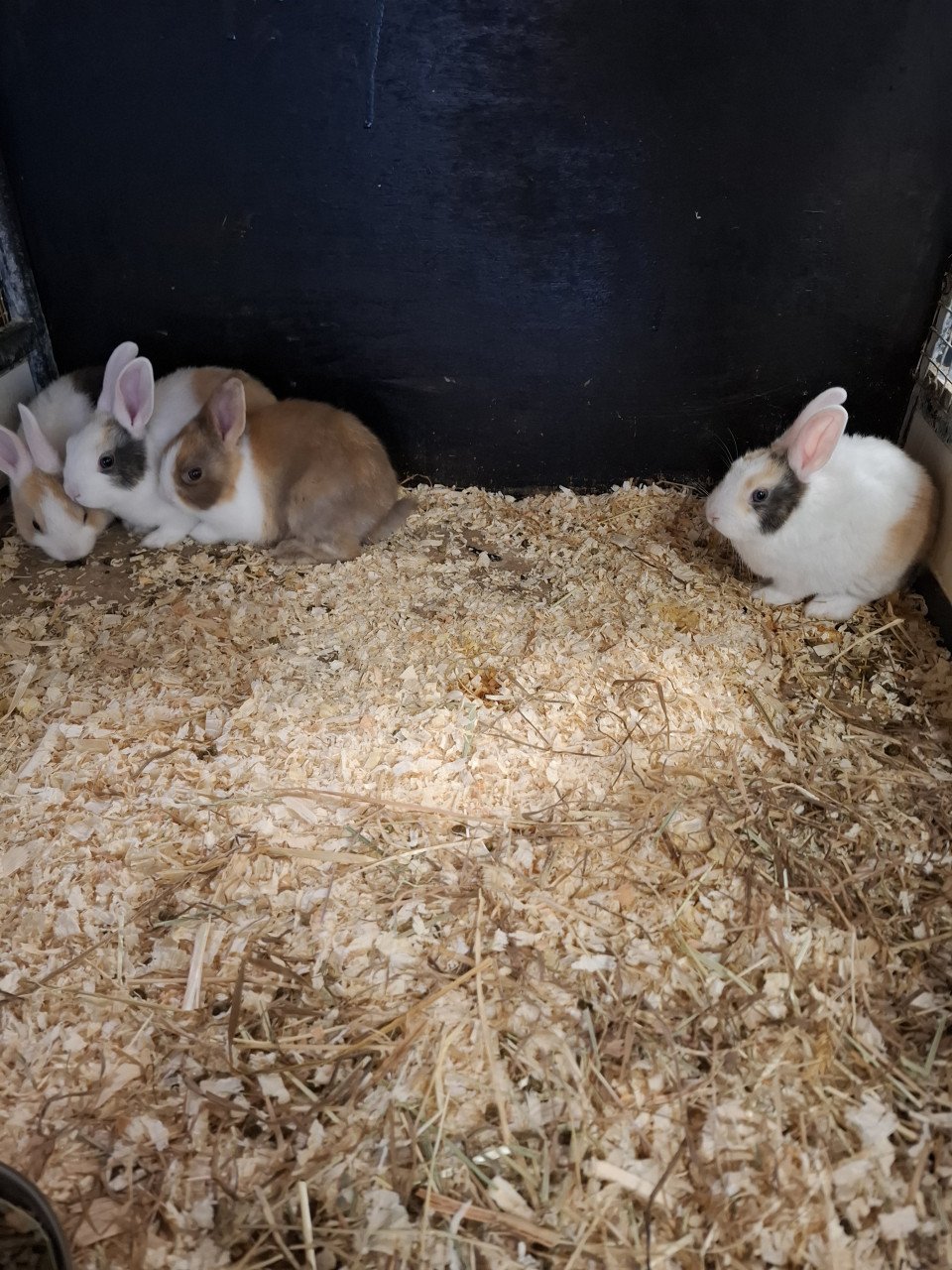3 dolle dierendagdagen bij DIERTOTAALARJO...