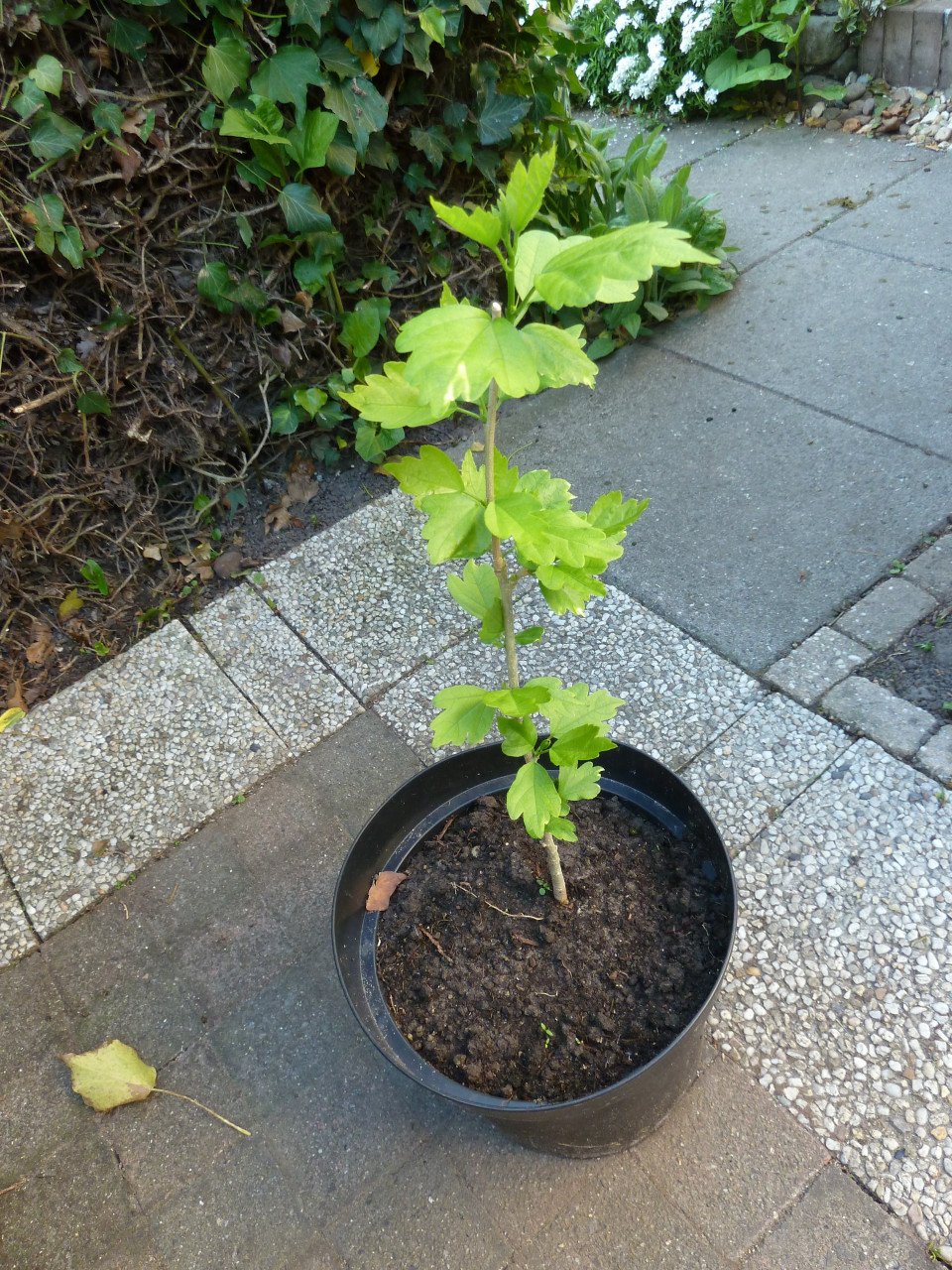 VASTE PLANTEN EN BODEMBEDEKKERS