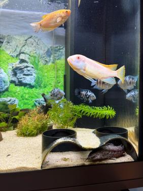 Albino Cichliden