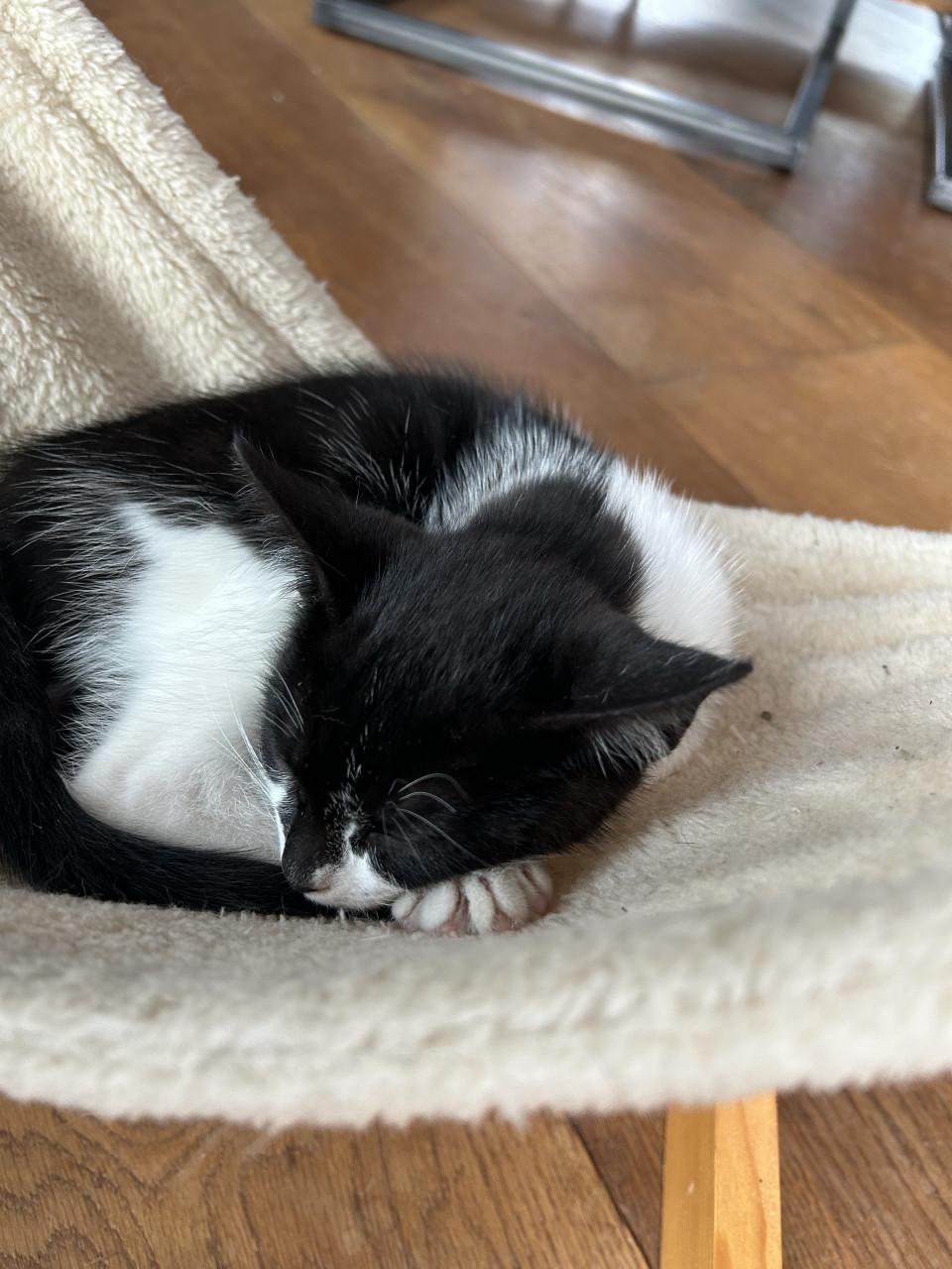 Schattige kitten 😻
