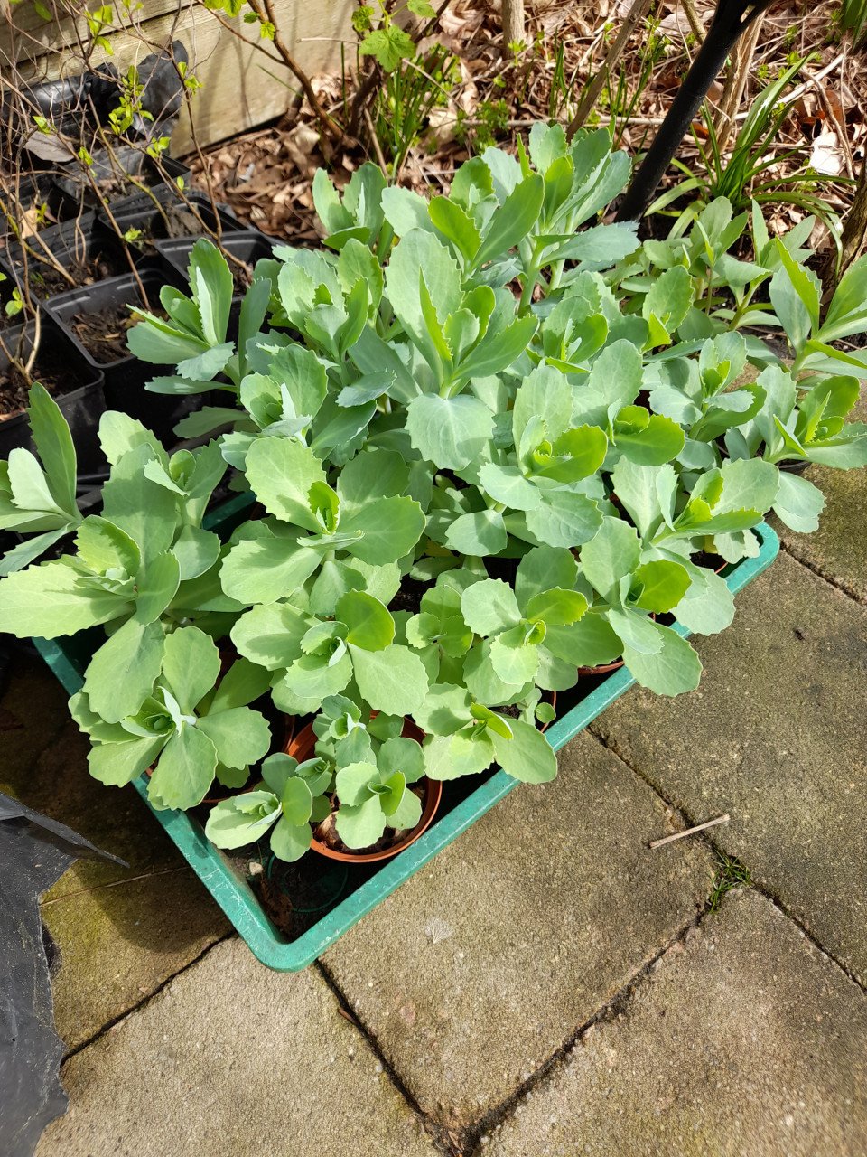 Sedum/hemelsleutel
