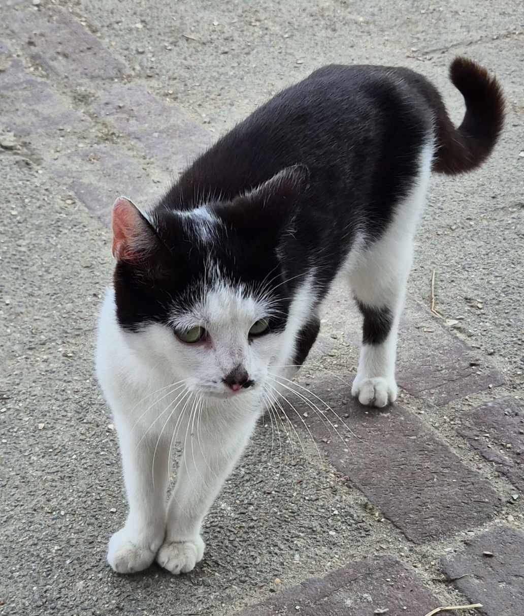 Super lieve sociale grotendeels met de fles opgevoede kittens te koop
