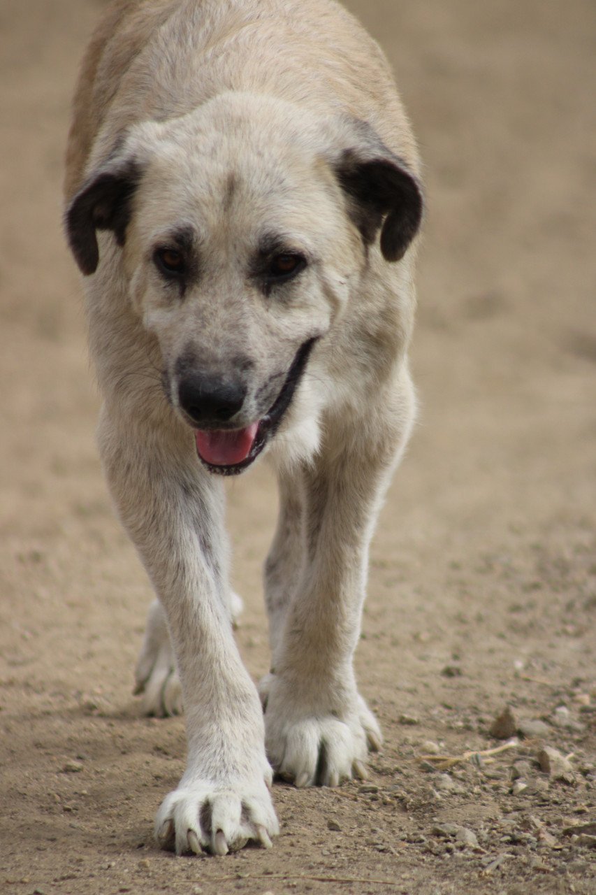 Alora Dog Rescue: Logan, grote knuffelbeer zoekt een baasje
