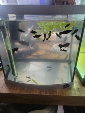 Blackmolly's