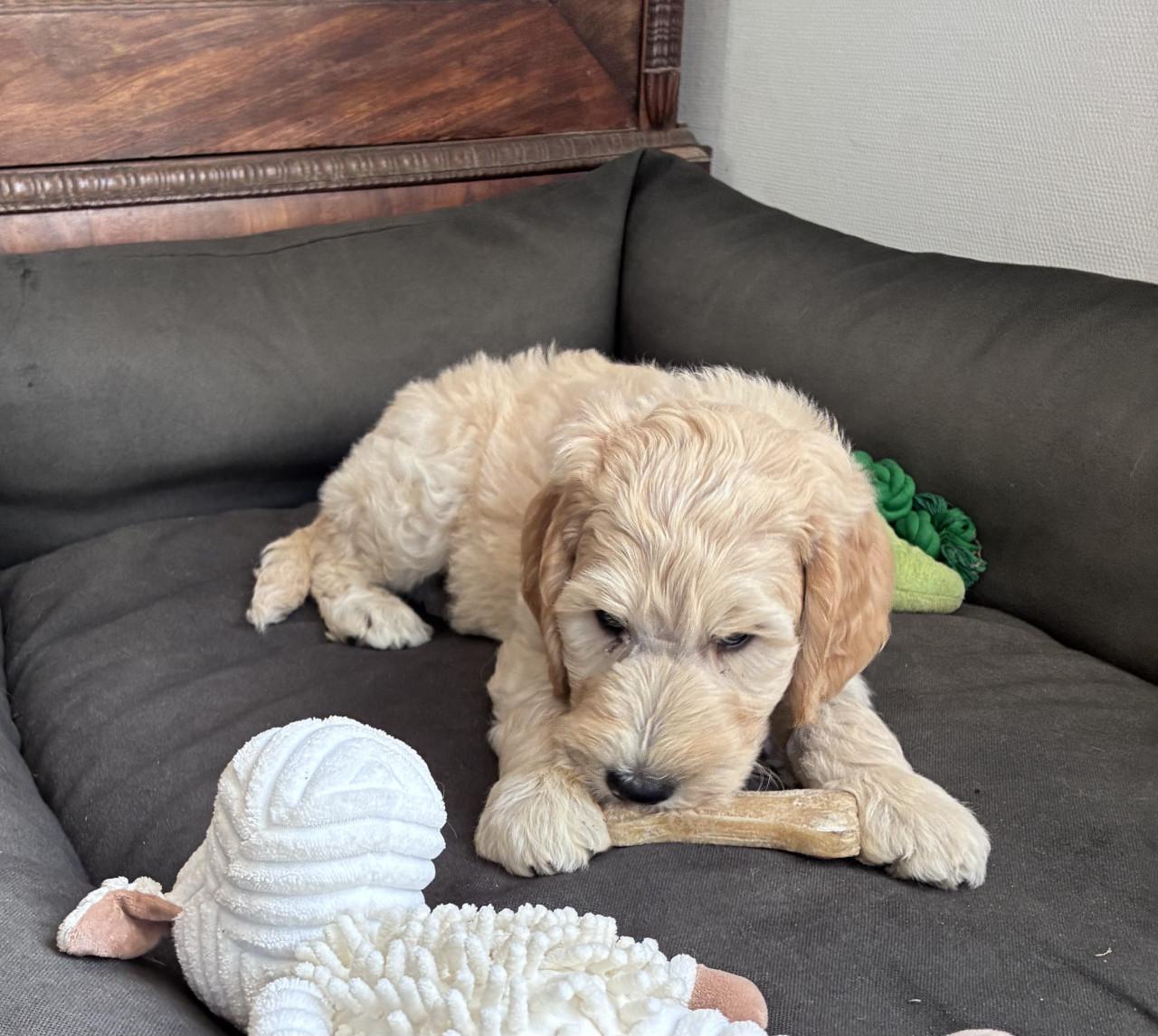 Labradoodle pups
