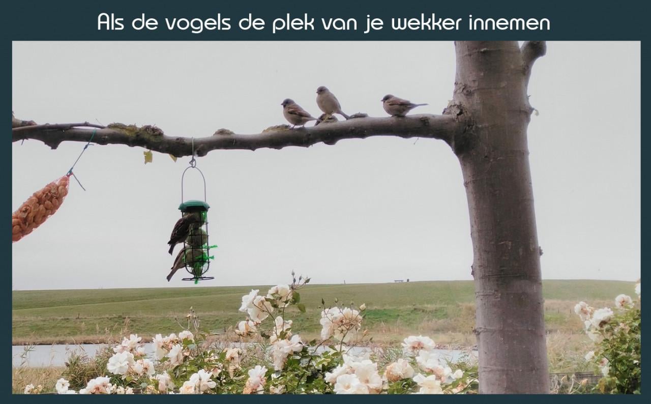 Vakantiewoning Deltahof Ellewoutsdijk Zuid-Beveland
