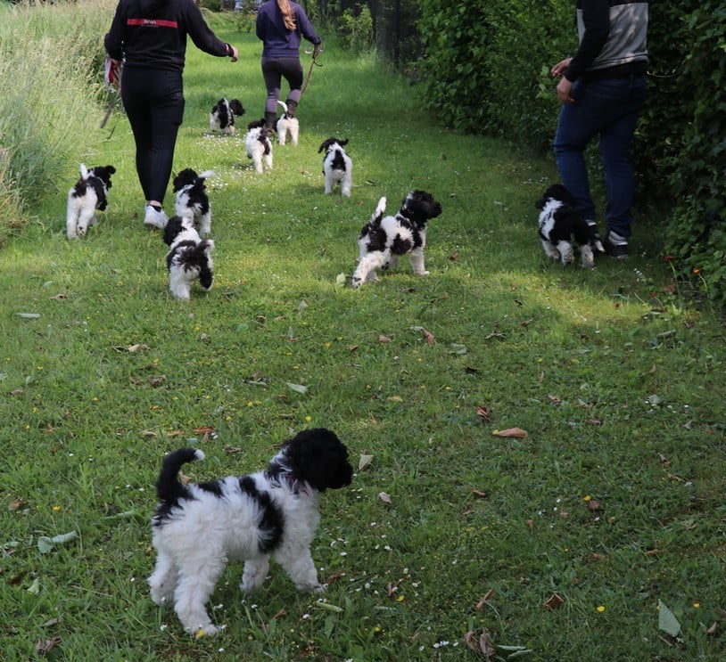 Labradoodle pups bont van kleur