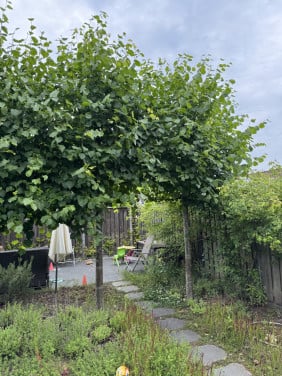 2 leilinde bomen