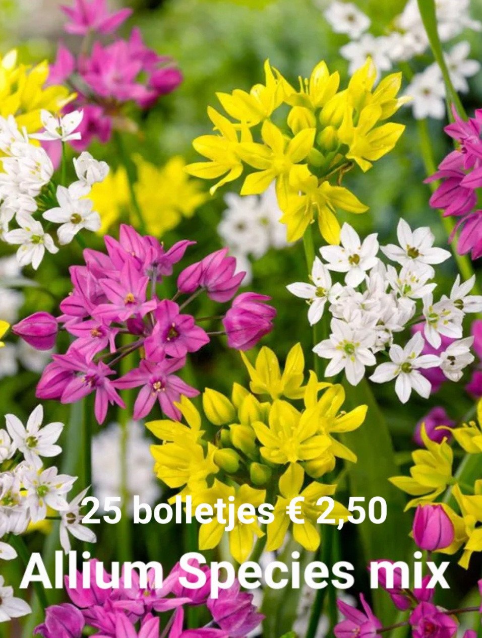 Allium bollen