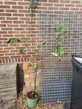Appelboom 2 meter hoog