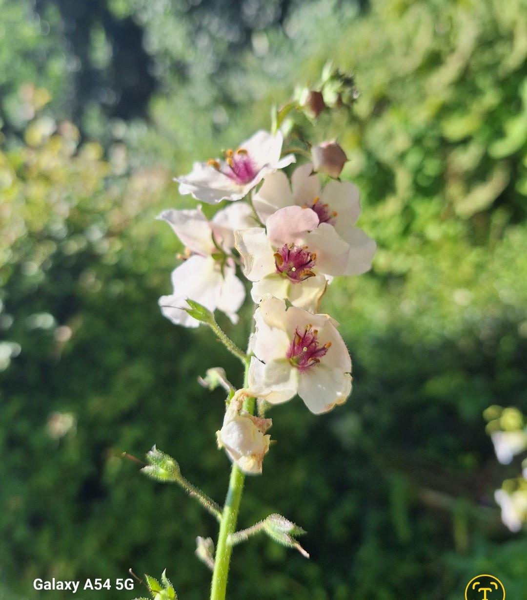 Verbascum
