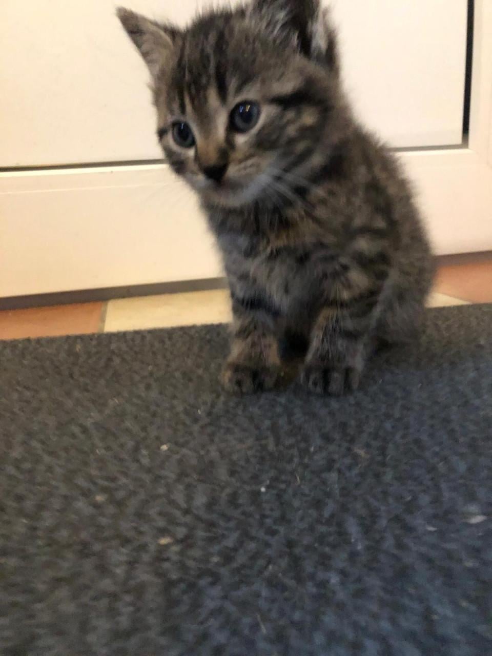 Kittens (mannetjes)