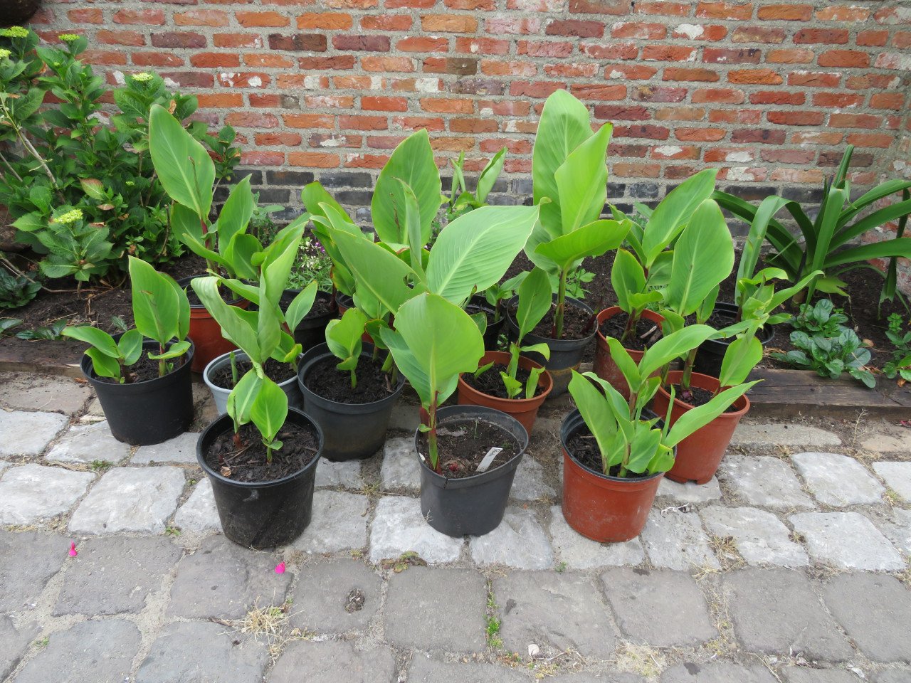 Mooie Canna planten in pot