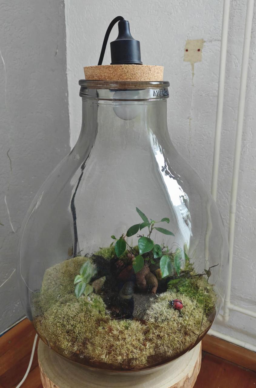 Heel groot terrarium voor planten met licht!