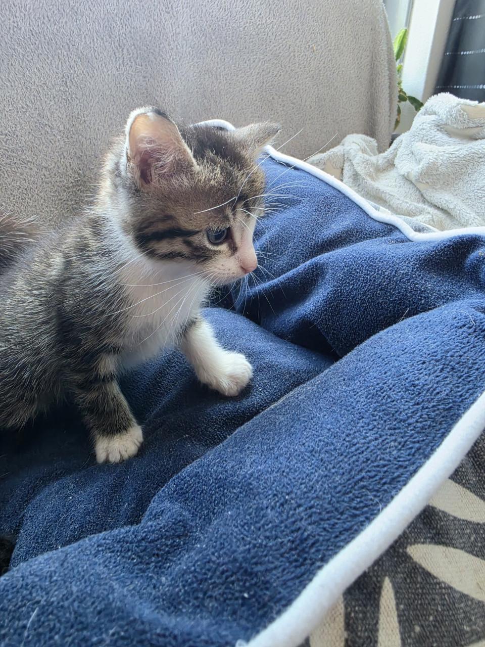 Kitten kittens poes poesjes kat katjes opgegroeid in huiselijke kring liefk