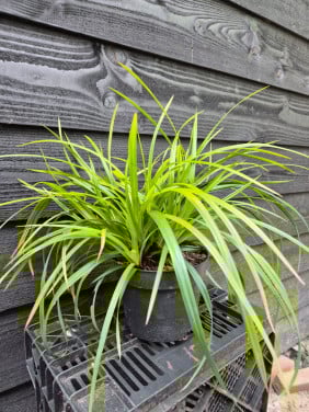 Carex Irish Green groenblijvend siergras