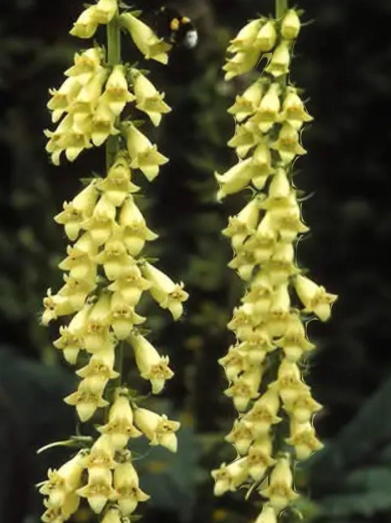 🌸🌺🌼Biologisch Gekweekte BloemZaden🌼🌺🌸