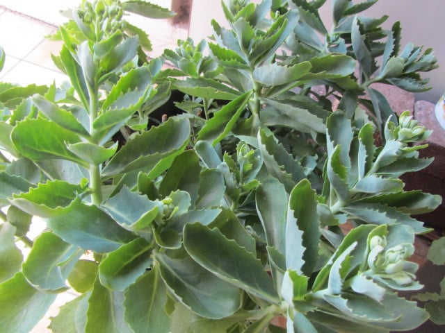 Sedum planten