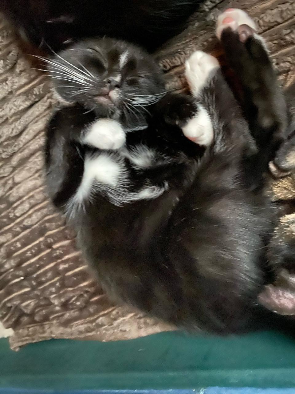 🐾 Kittens (ingeent, ontwormd, ontvlooid) op zoek naar een gouden mandje 🐾