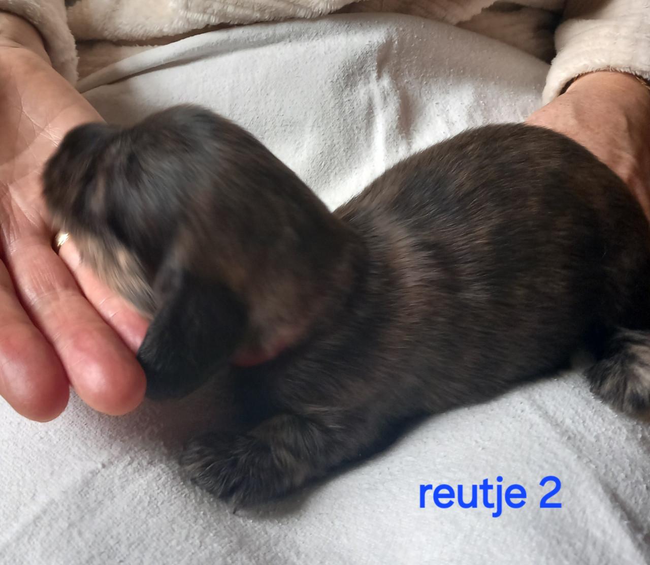 Langhaar teckel puppies