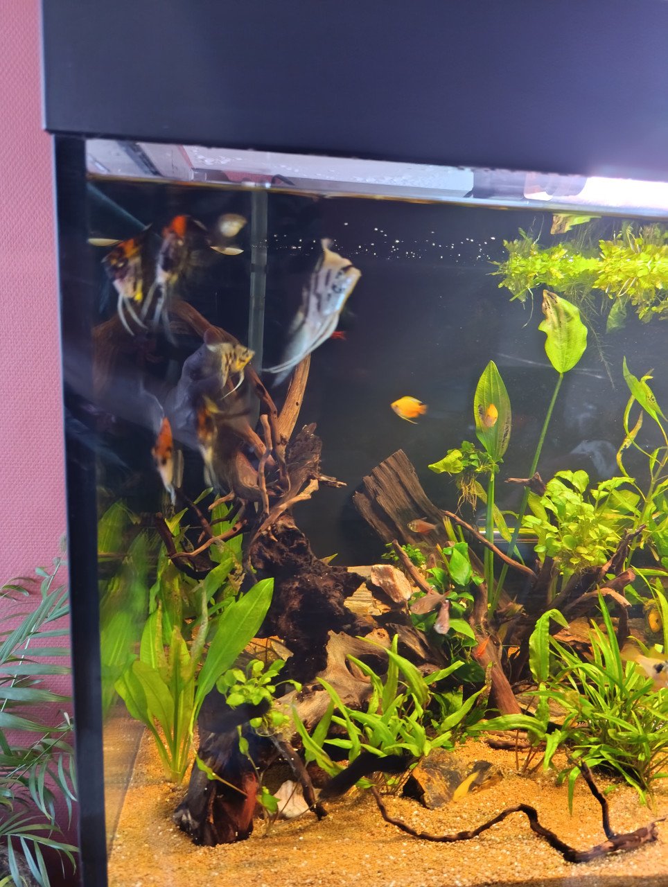 Jewel aquarium compleet met planten, hout en vissen