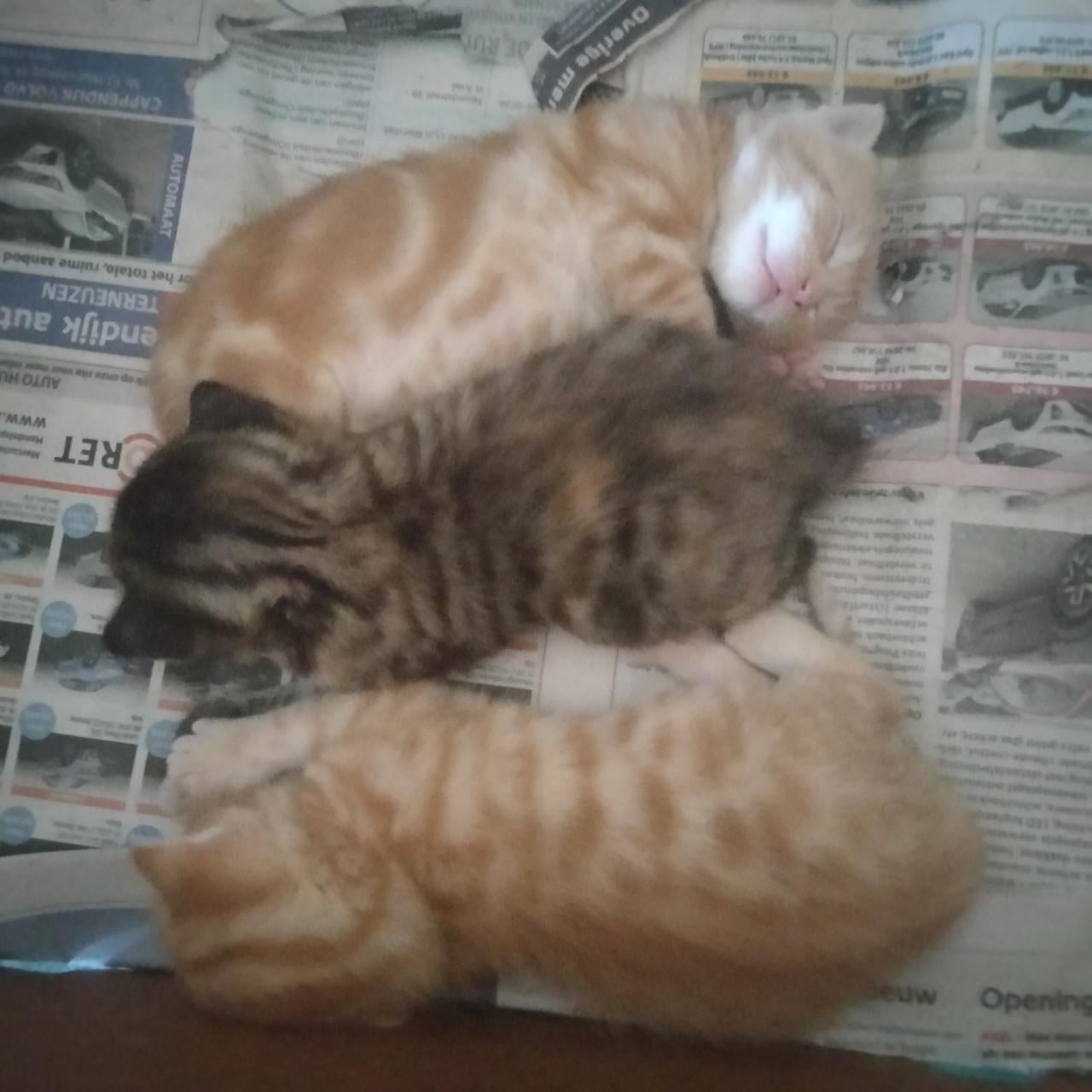 Kitten