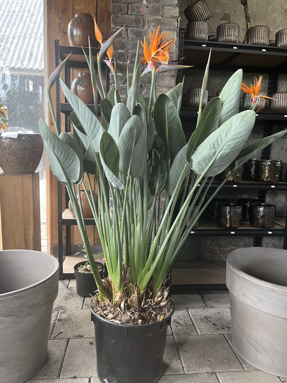Paradijsvogelplant, Strelitzia reginae BLOEIEND