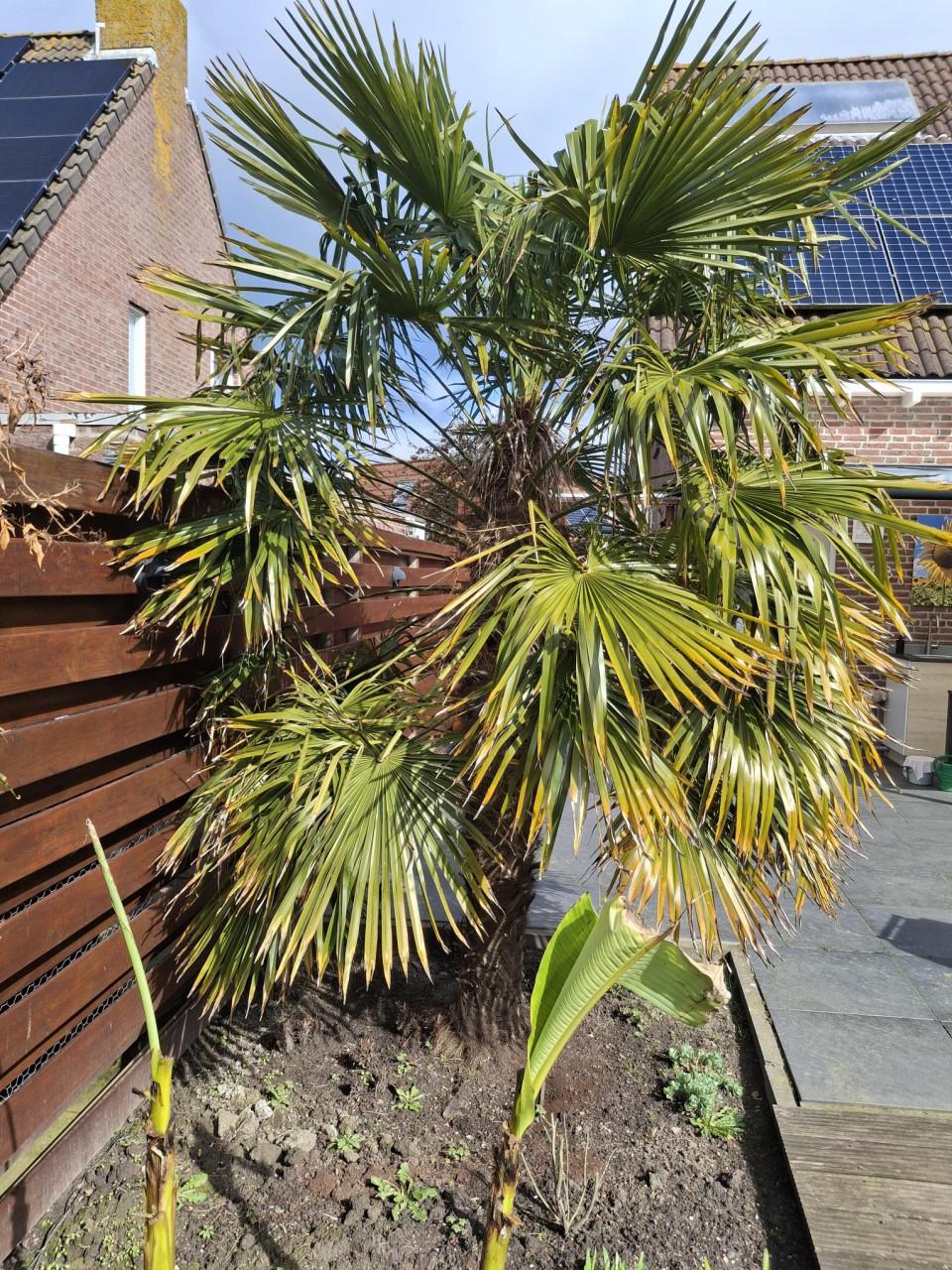 Palmboom (trachycarpus fortunei)