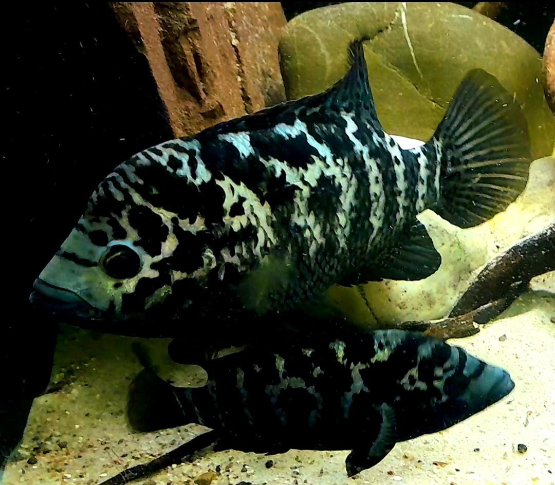 Panter cichliden