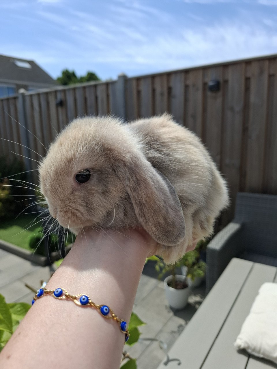 Super lief en mooi nhd konijntje rammetje
