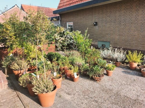 45 terracotta potten met planten en bomen - complete tuin