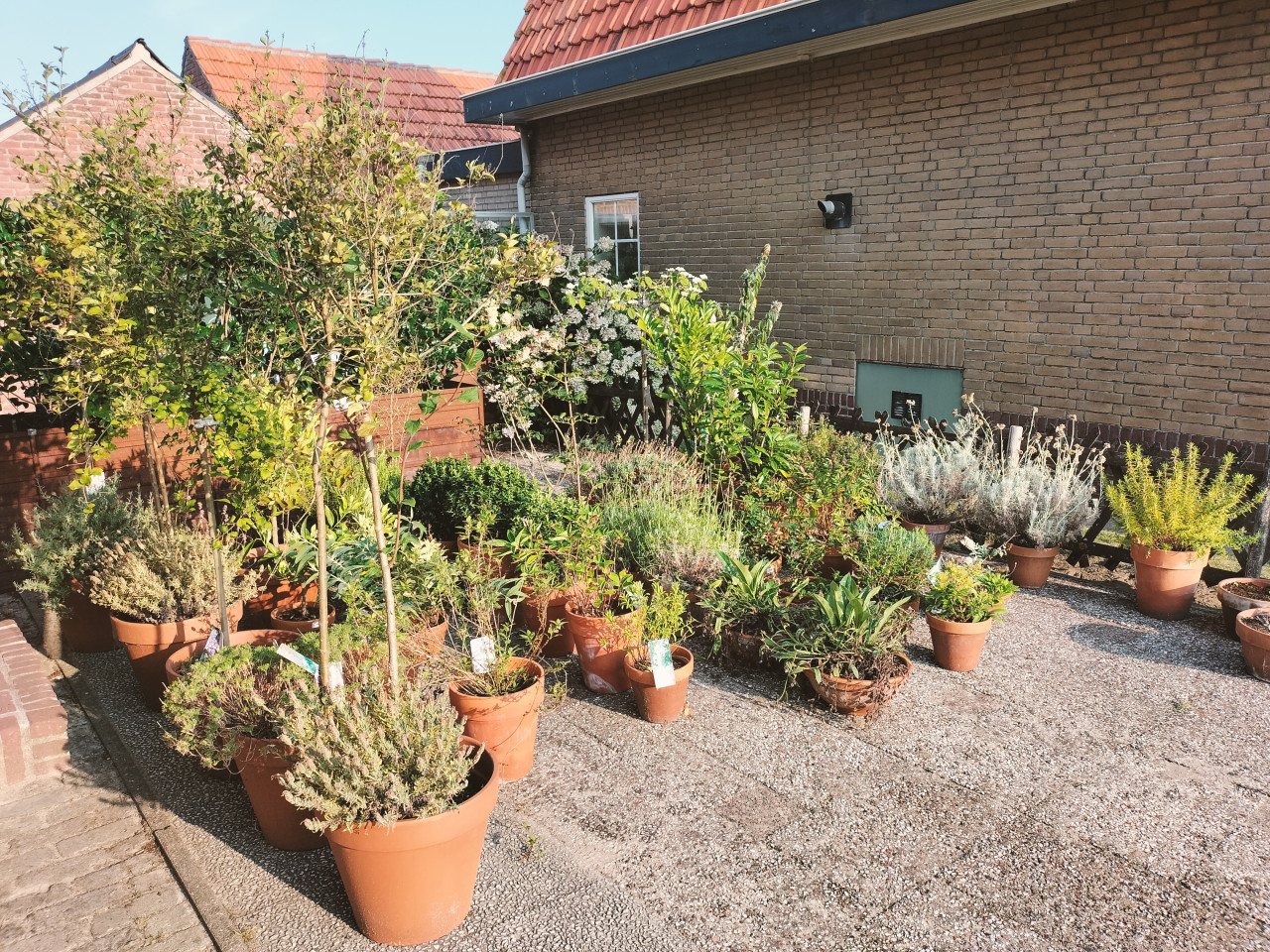 45 terracotta potten met planten en bomen - complete tuin