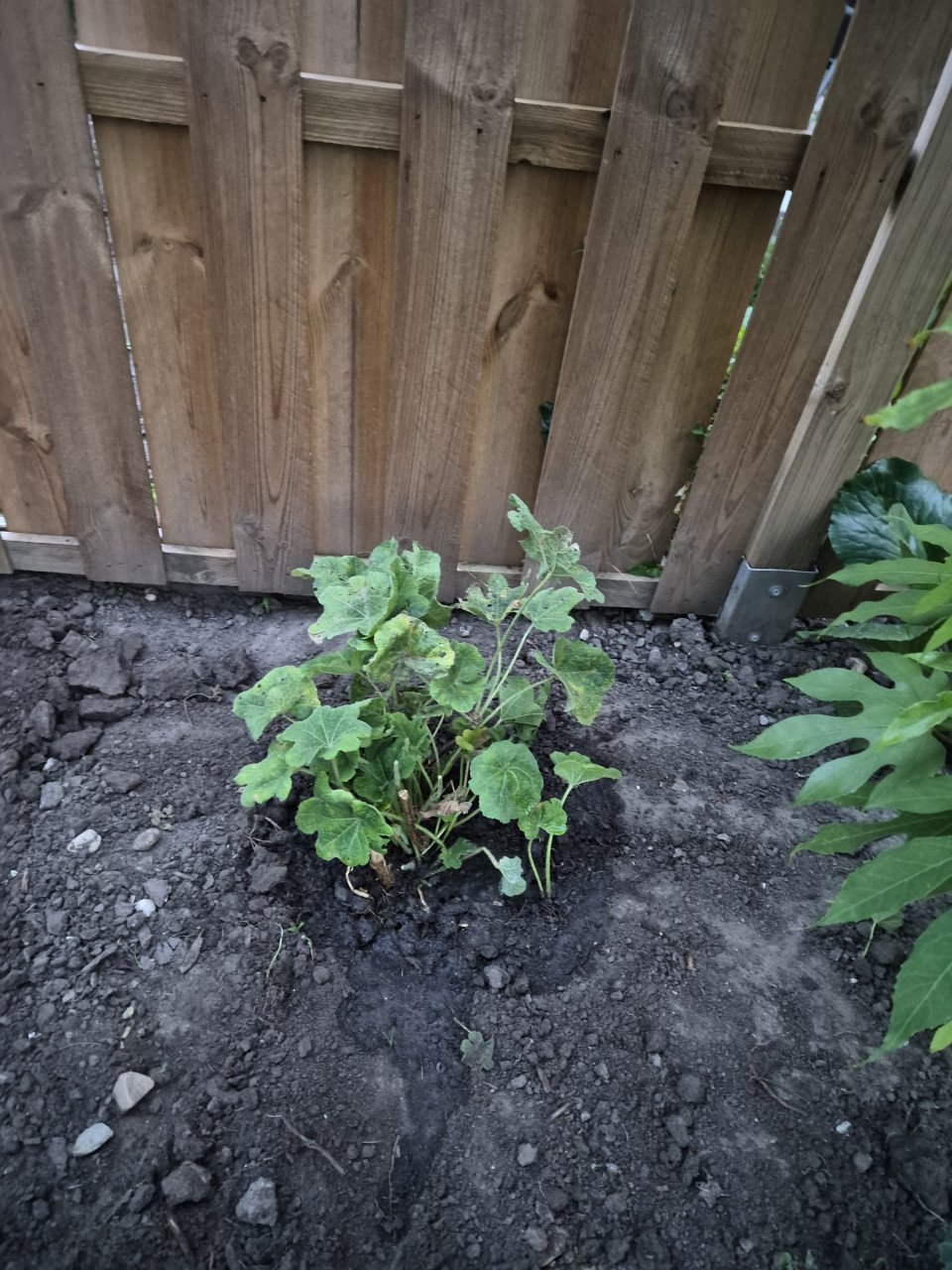Tuinplanten