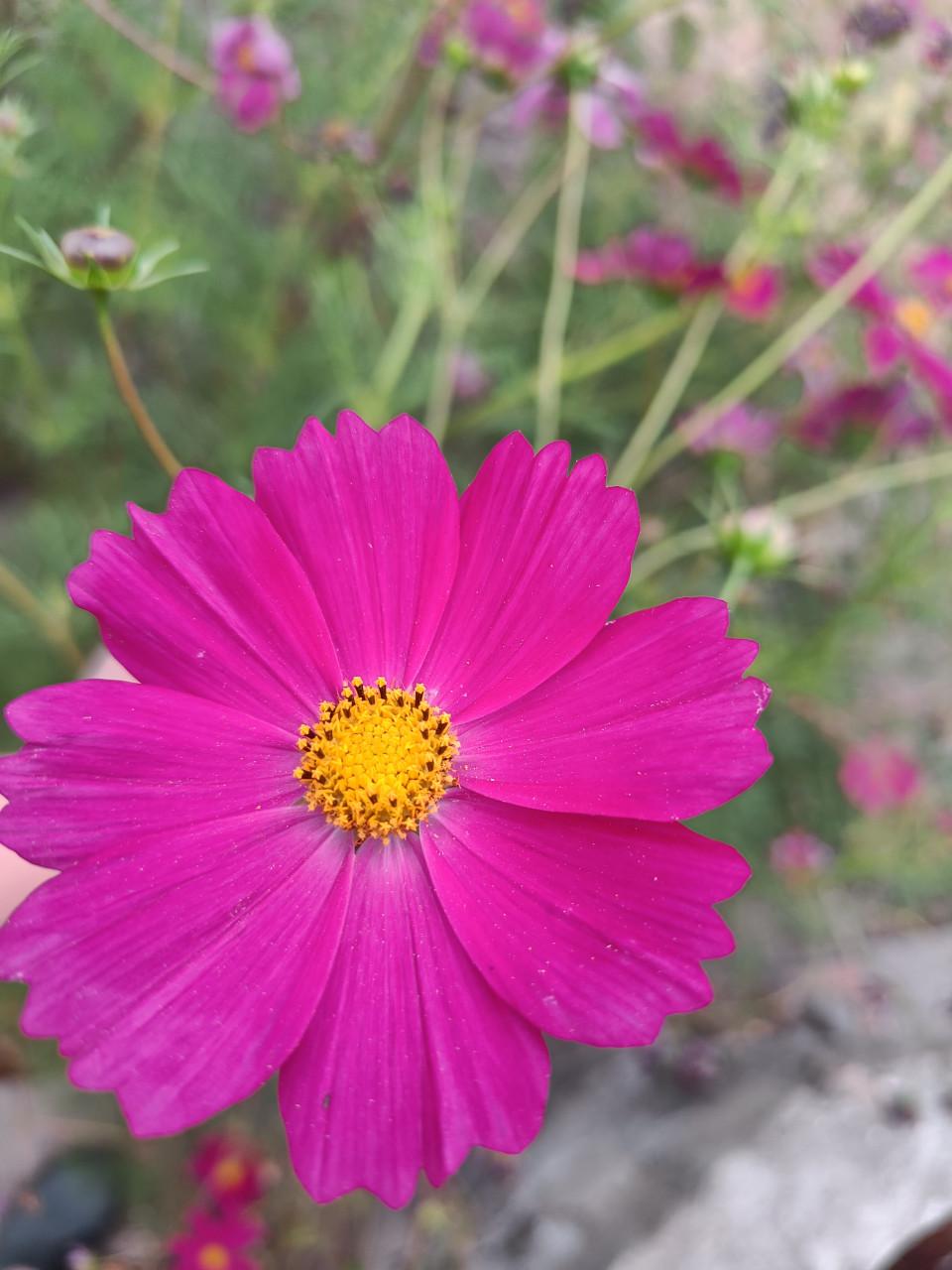 Zaden Cosmea - Cosmos Bipinnatus BIO
