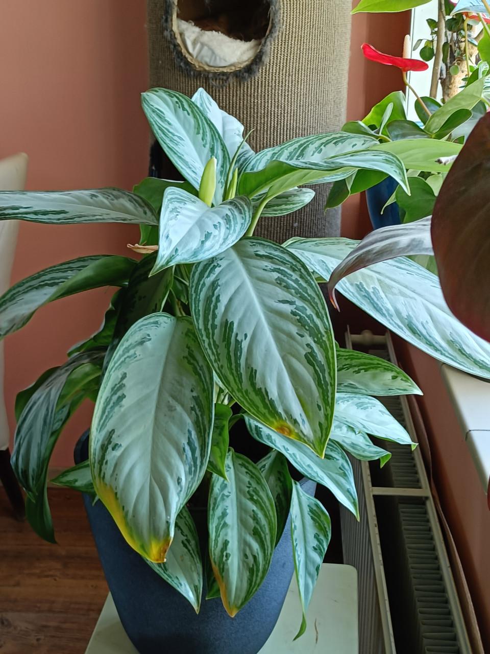 Kamerplant Aglaonema