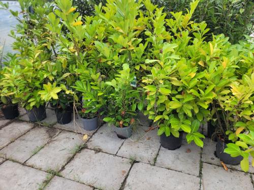 Prunus B-kwaliteit 13 stuks