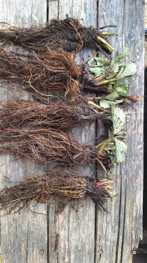 Aardbeienplanten