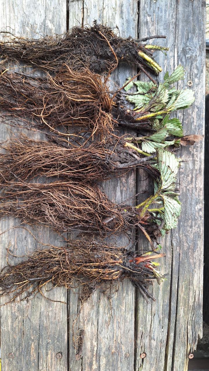 Aardbeienplanten