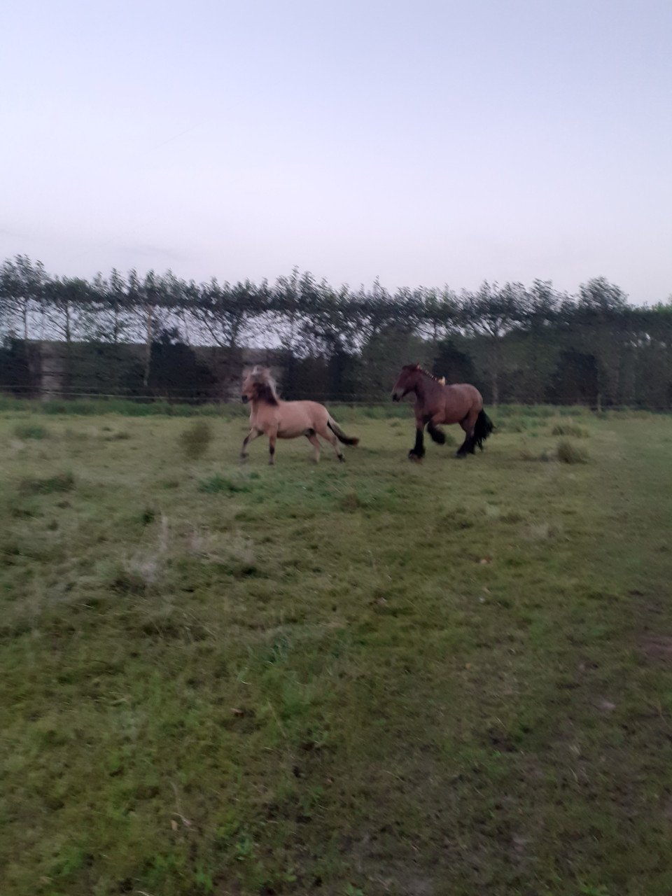 Plaats voor shetlander