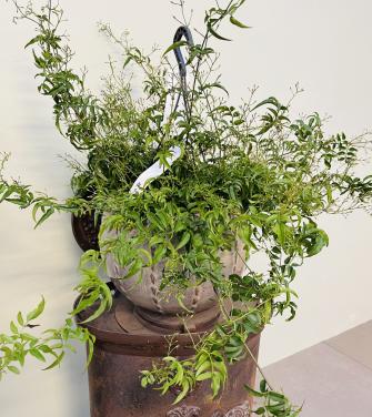 Grote Jasmijn hangplanten