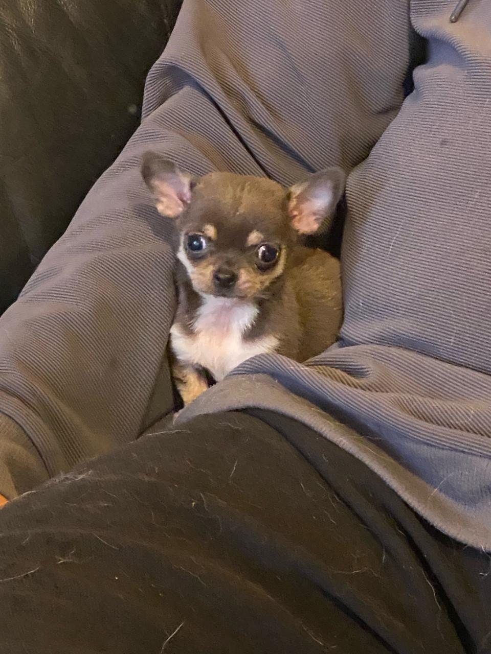 Chihuahua reutje 8 weken