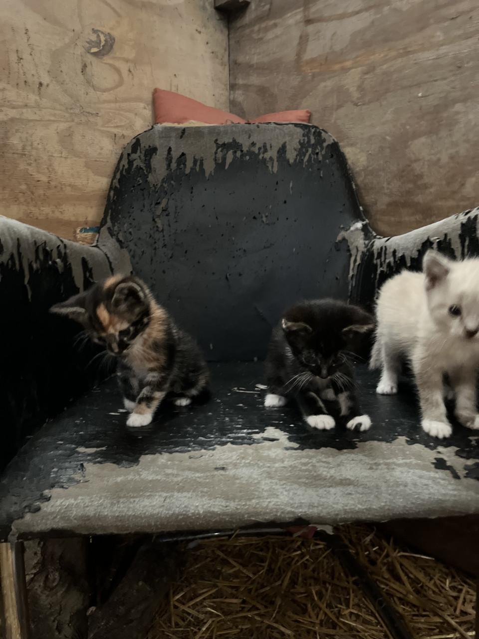 Leuke kittens