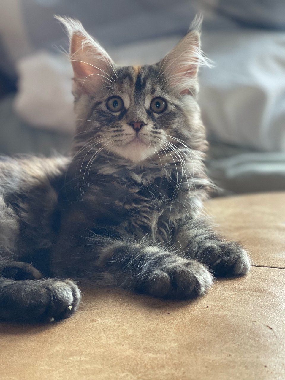 Xxl maine coon kittens