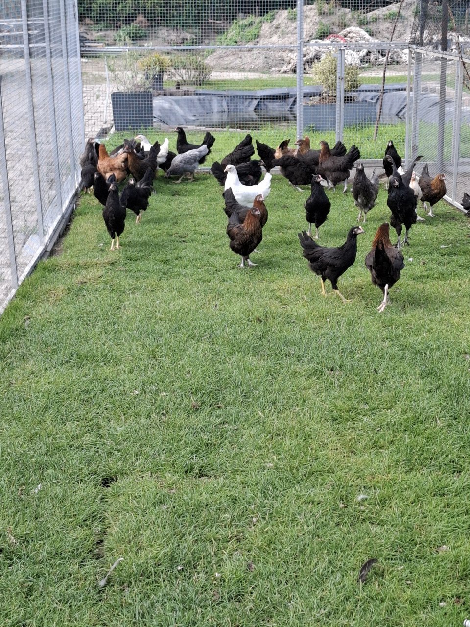 Er zijn weer marans en groenleggers