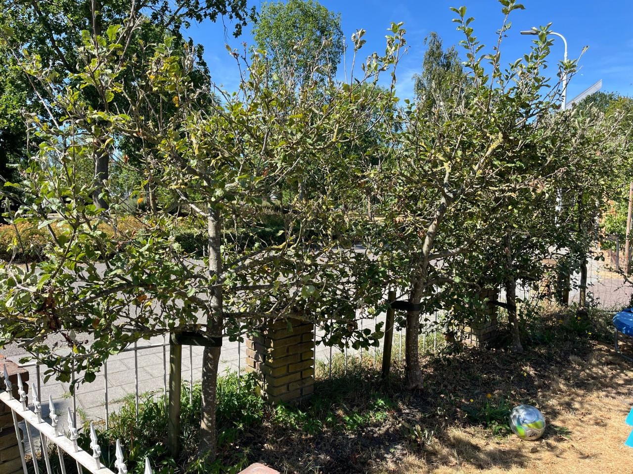 Appelboompjes