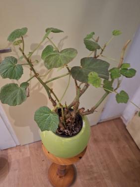 Plant Begonia