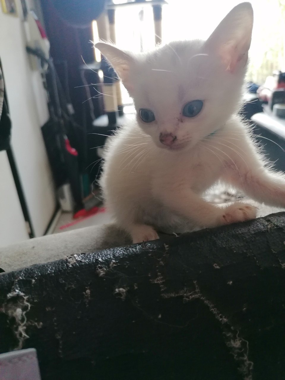 2 witte kittens