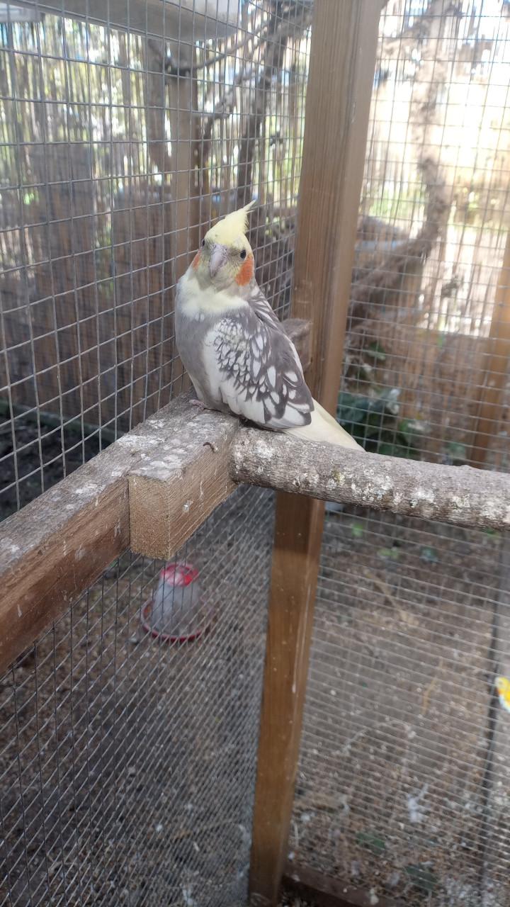 Koppel valkparkieten