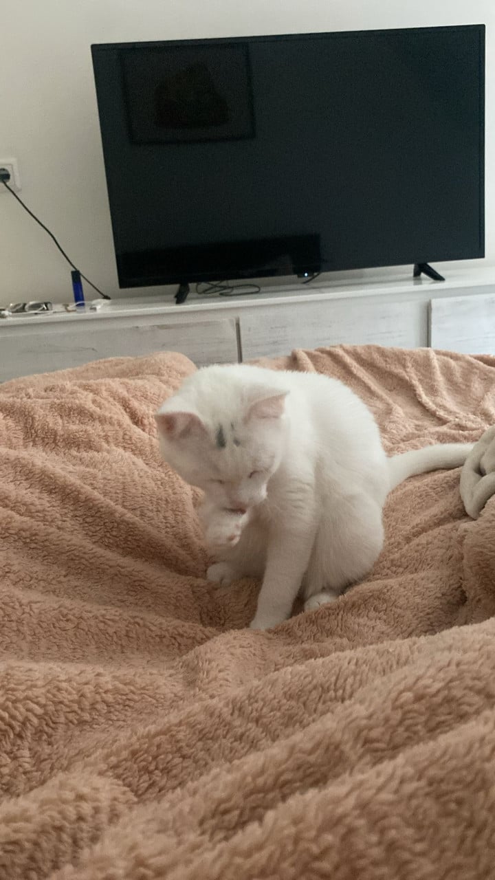 KITTEN GEZOCHT